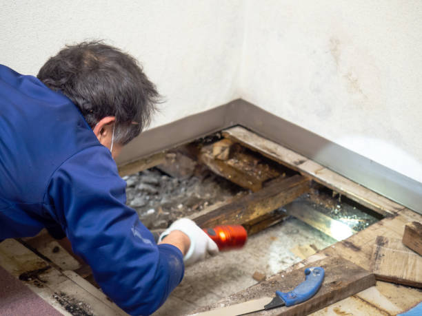 Best Mold Removal Specialists  in Munising, MI