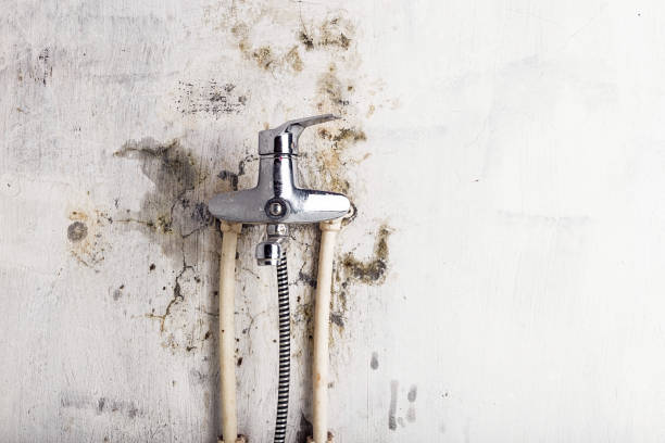 Best Best Mold Removal Companies  in Munising, MI