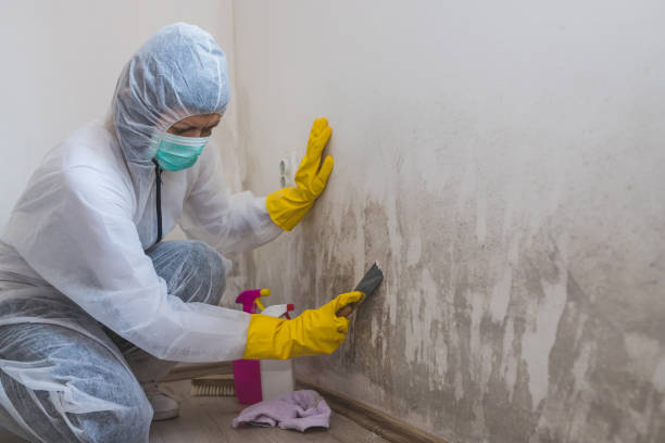 Best Mold Testing  in Munising, MI