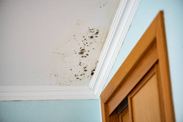 Best Professional Mold Removal  in Munising, MI