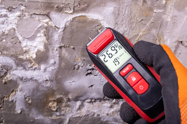Best Mold Remediation Services  in Munising, MI