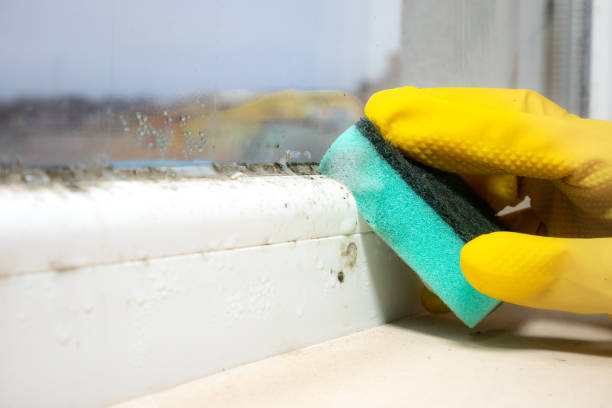 Best Fast Mold Removal  in Munising, MI