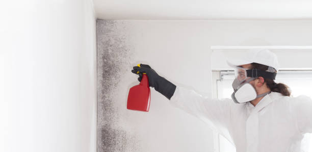 Best Local Mold Removal Service  in Munising, MI