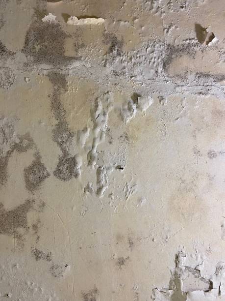 Best Mold Testing and Removal  in Munising, MI