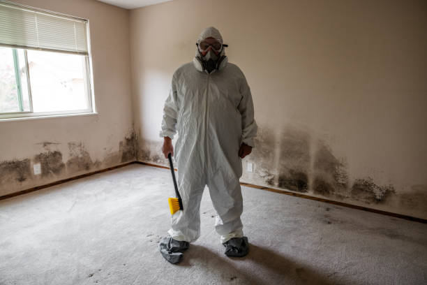 Best Mold Remediation Experts  in Munising, MI