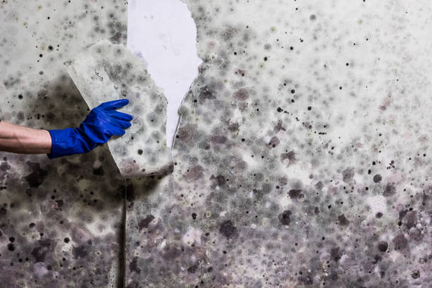 Best Mold Removal Company Near Me  in Munising, MI