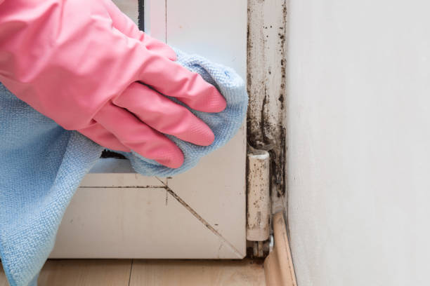 Best Residential Mold Removal  in Munising, MI