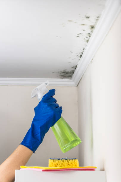 Best Certified Mold Removal  in Munising, MI