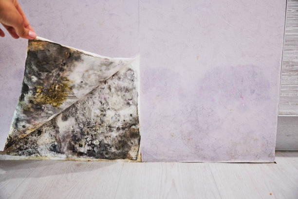 Best Crawl Space Mold Removal  in Munising, MI